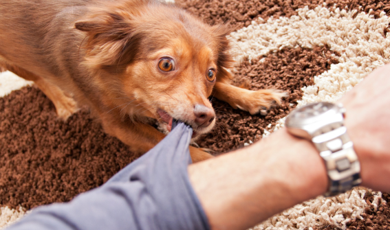 dog trying to bite a man's arm