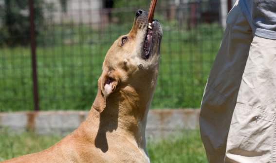 dog biting a stick, trying to attack